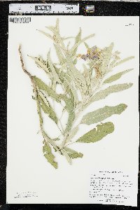 Solanum elaeagnifolium image