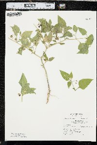 Solanum interius image