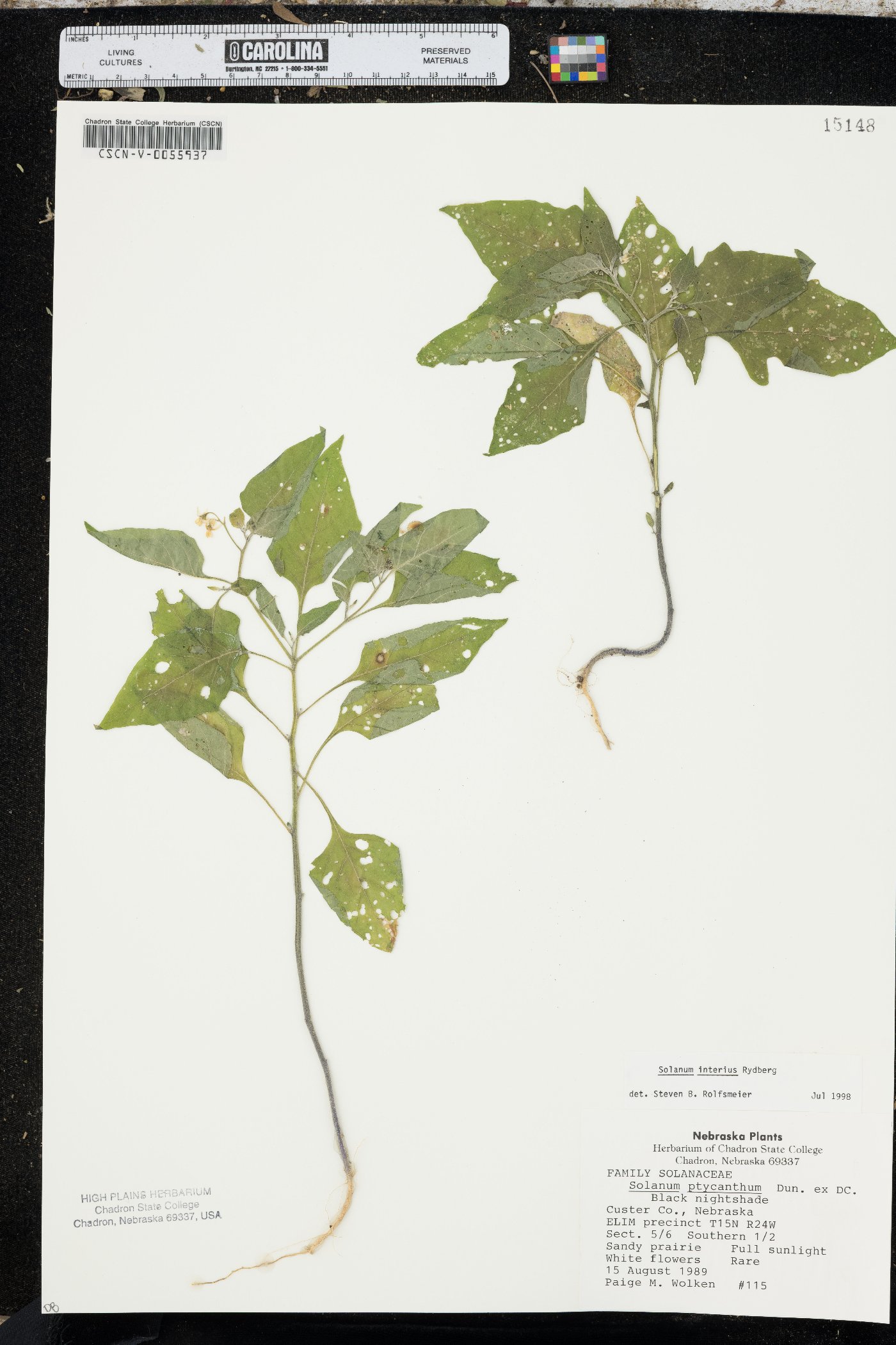 Solanum interius image