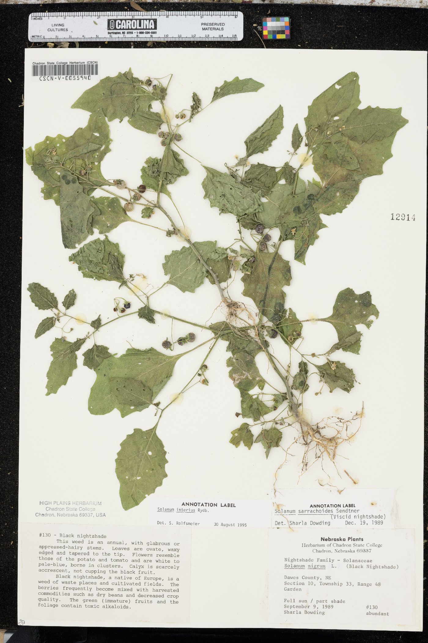Solanum emulans image