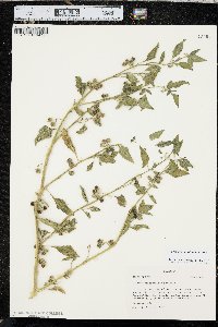 Solanum physalifolium image