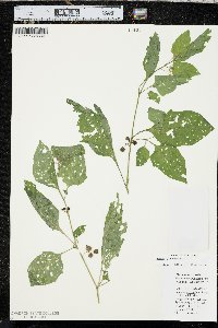 Solanum emulans image