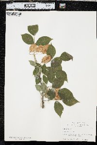 Staphylea trifolia image