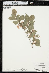 Styrax japonicus image