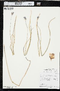 Dichelostemma capitatum image