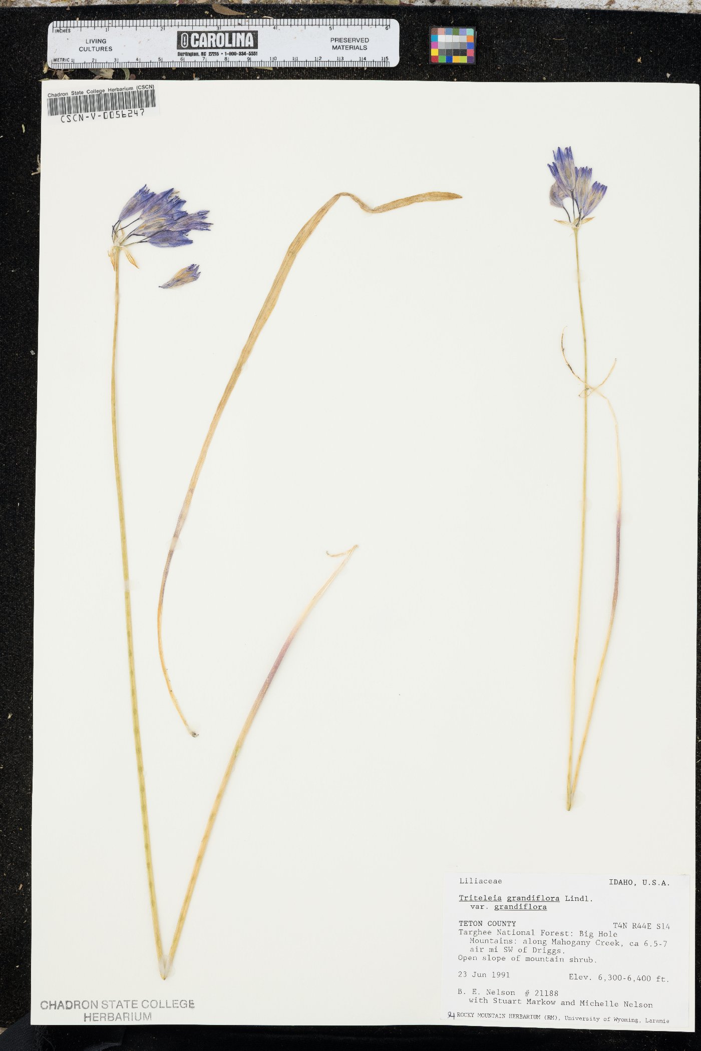 Triteleia grandiflora var. grandiflora image