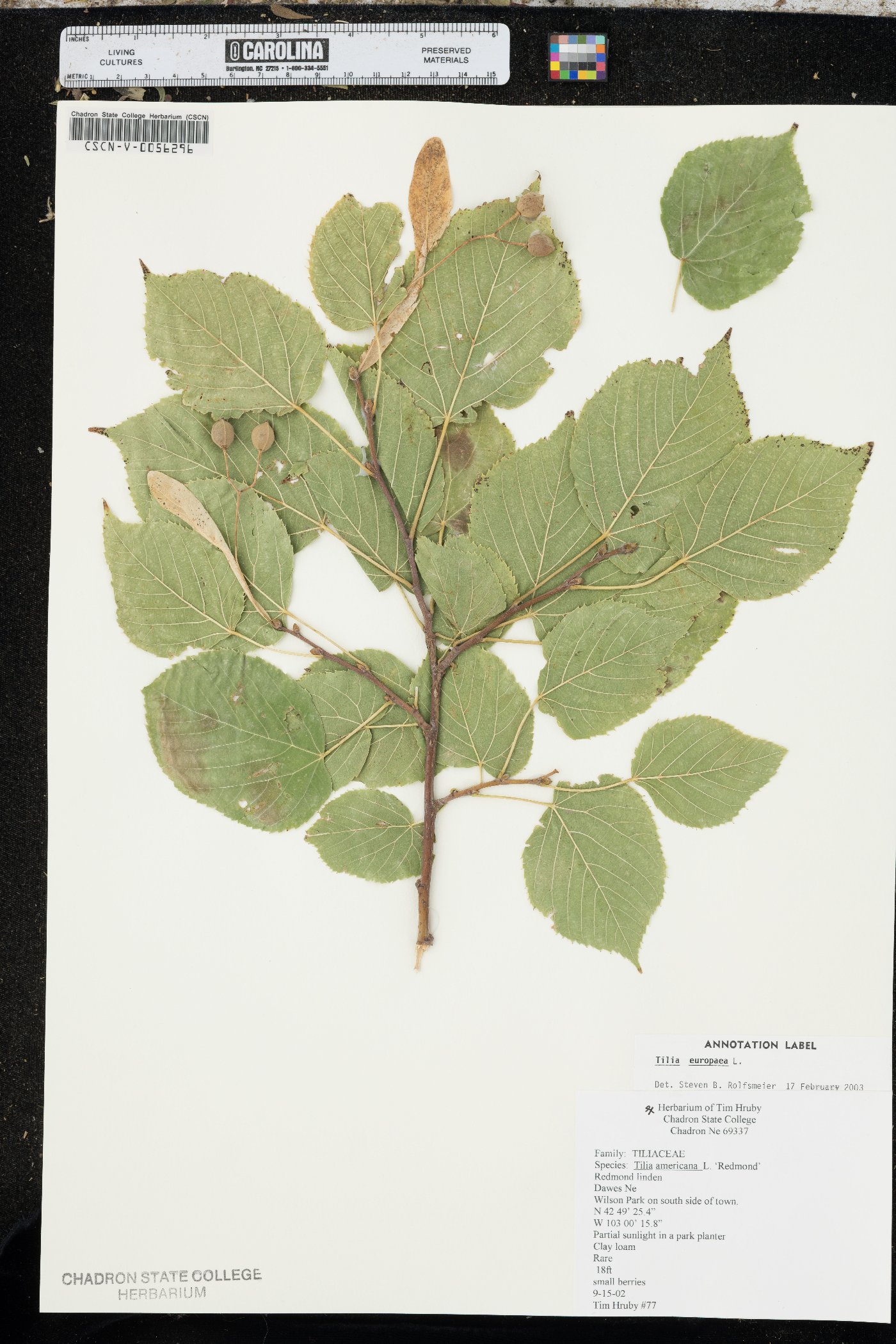 Tilia × europaea image