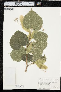 Tilia platyphyllos image