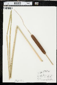 Typha angustifolia image