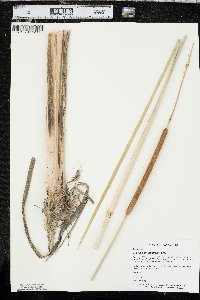 Typha domingensis image