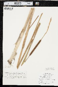 Typha angustifolia image