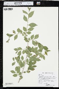 Ulmus pumila image