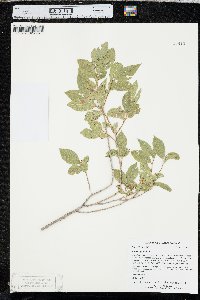 Ulmus pumila image