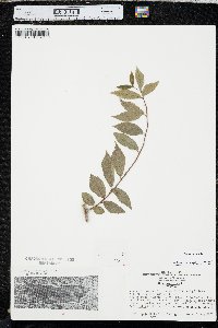 Ulmus pumila image