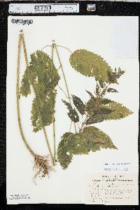 Urtica gracilis image