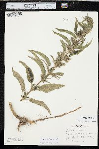 Urtica gracilis image