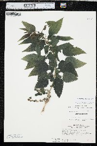 Urtica gracilis image