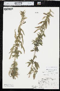 Urtica gracilis image