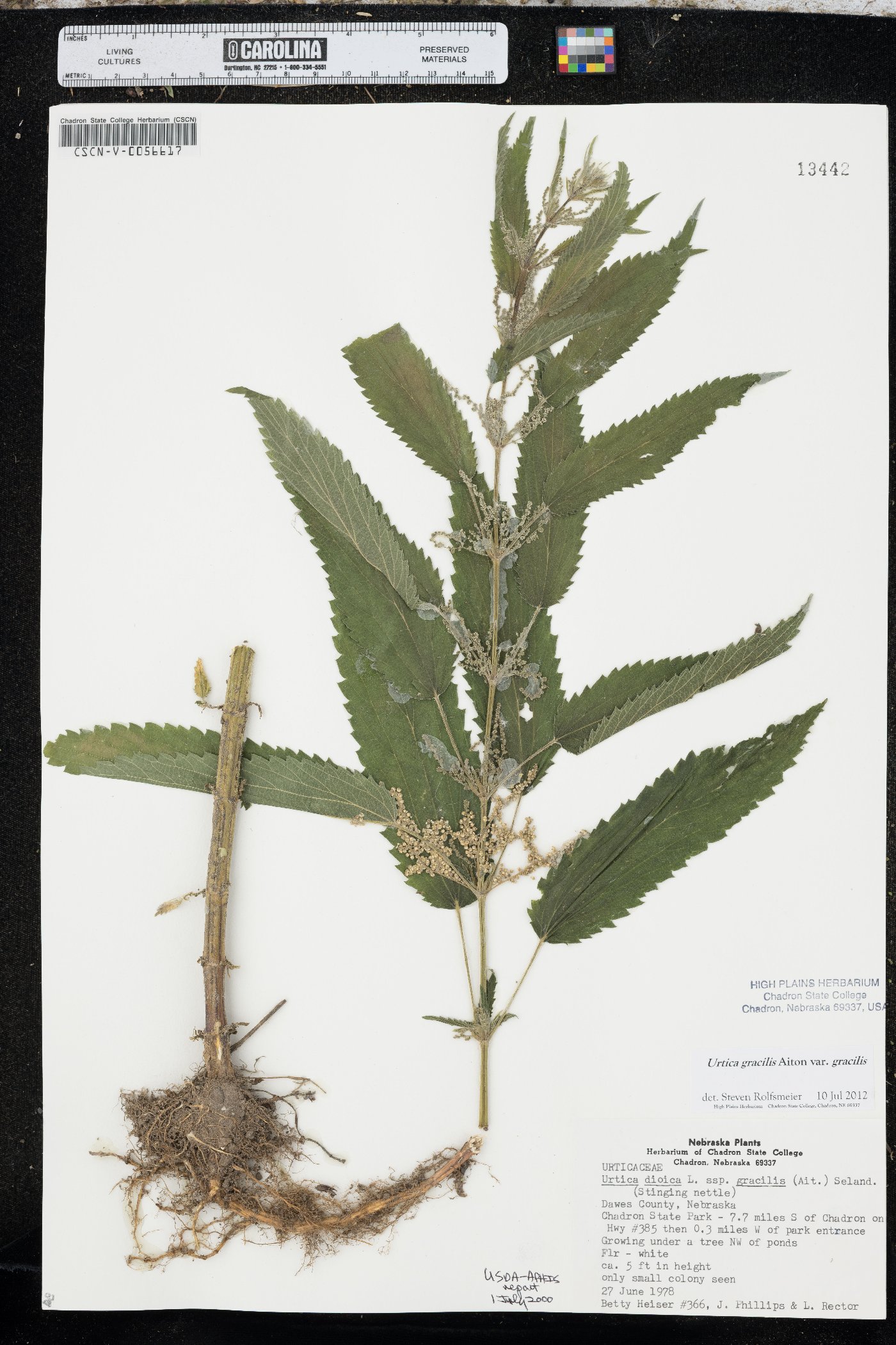 Urtica gracilis var. gracilis image