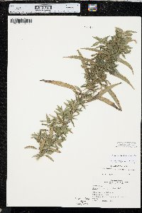 Urtica gracilis image