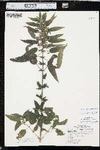 Urtica gracilis image