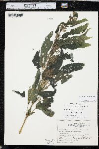 Urtica gracilis image