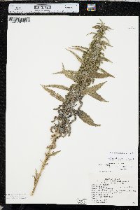 Urtica gracilis image