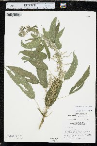 Urtica gracilis image