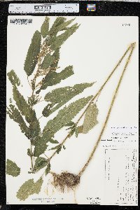 Urtica gracilis image