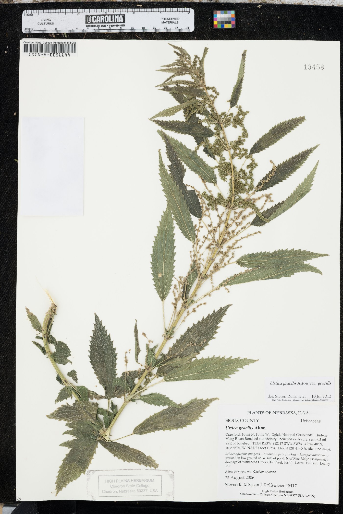 Urtica gracilis var. gracilis image