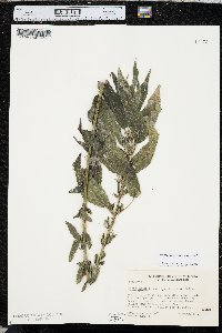 Urtica gracilis image