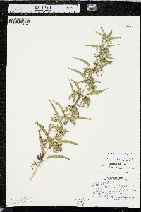 Urtica gracilis image