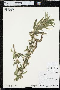 Urtica gracilis subsp. holosericea image