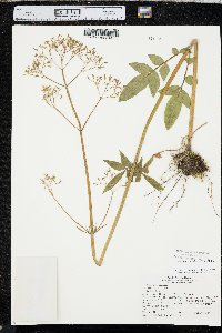 Valeriana occidentalis image