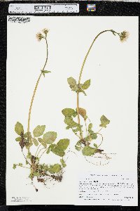 Valeriana scouleri image