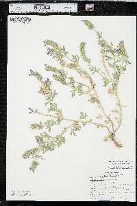 Glandularia bipinnatifida var. bipinnatifida image