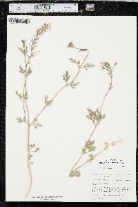 Verbena canadensis image