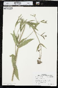 Verbena bonariensis image