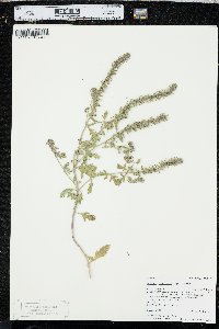 Verbena bracteata image