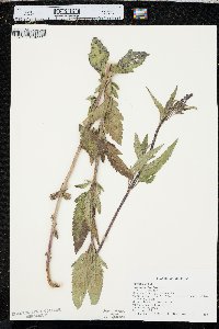 Verbena hastata image