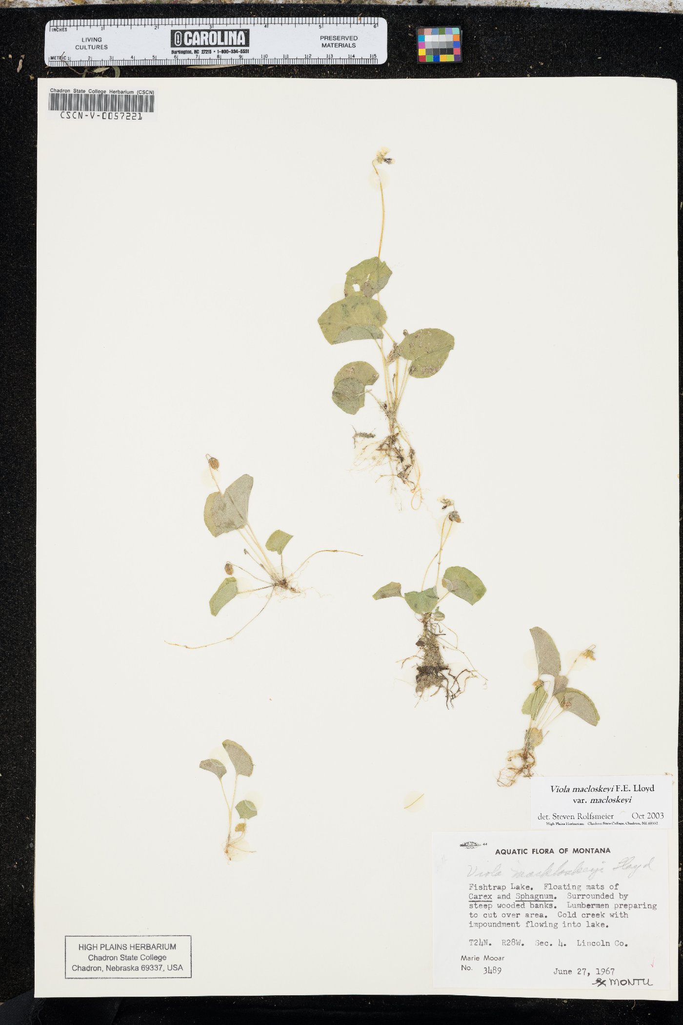 Viola minuscula image