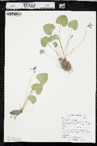 Viola nephrophylla image