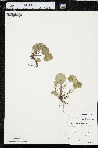 Viola orbiculata image
