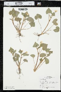 Viola pubescens var. scabriuscula image