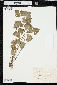 Viola pubescens var. scabriuscula image