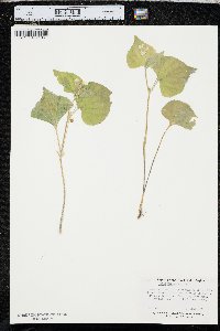 Viola pubescens var. scabriuscula image