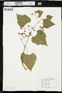 Ampelopsis cordata image