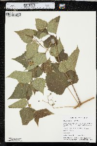 Ampelopsis cordata image