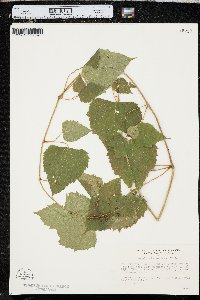 Ampelopsis cordata image