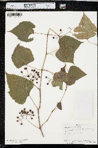 Ampelopsis cordata image